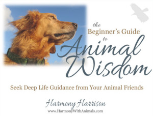 beginners-guide-to-animal-wisdom-cover-revised
