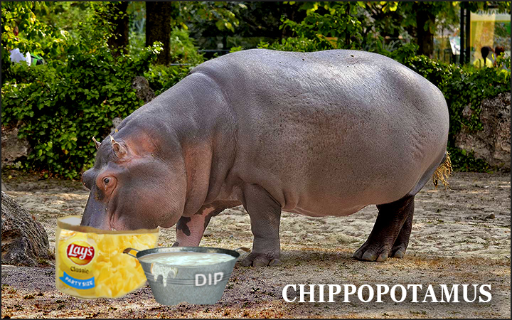 Chippopotamus - a hippo eating potato chips
