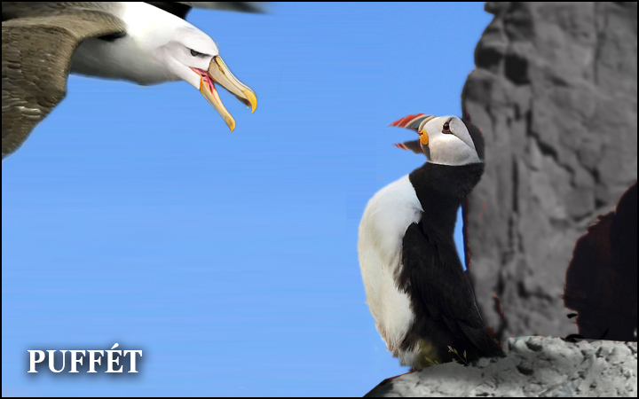 Puffet - puffin about to be snatched by albatross